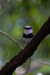 Notharchus hyperrhynchus image