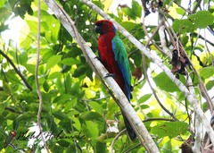 Prosopeia splendens