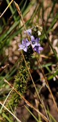 Wahlenbergia fasciculata