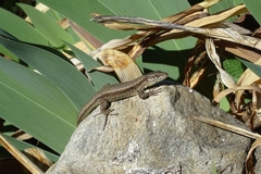Podarcis vaucheri