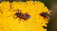 Sphedanolestes
