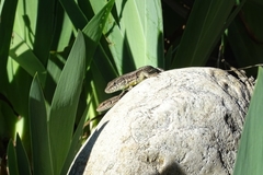 Podarcis vaucheri