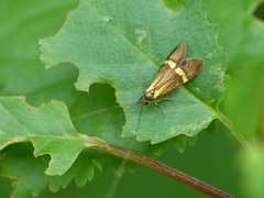 Nemophora degeerella