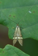 Nemophora degeerella