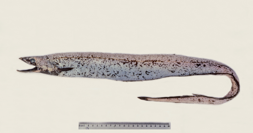 Gulf Cutthroat Eel