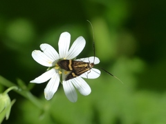 Nemophora degeerella