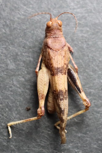 Sphingonotus mongolicus