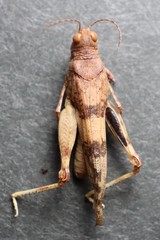 Sphingonotus mongolicus