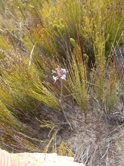 Pelargonium dipetalum