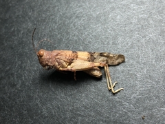 Sphingonotus mongolicus