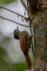 Sittasomus griseicapillus image