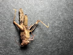 Sphingonotus mongolicus