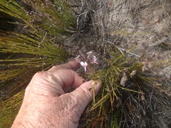 Pelargonium dipetalum