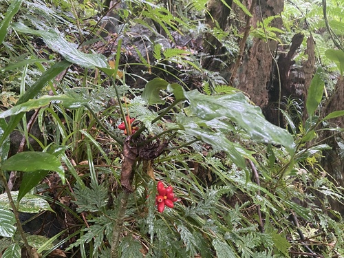Aglaonema simplex (Aglaonema simplex)