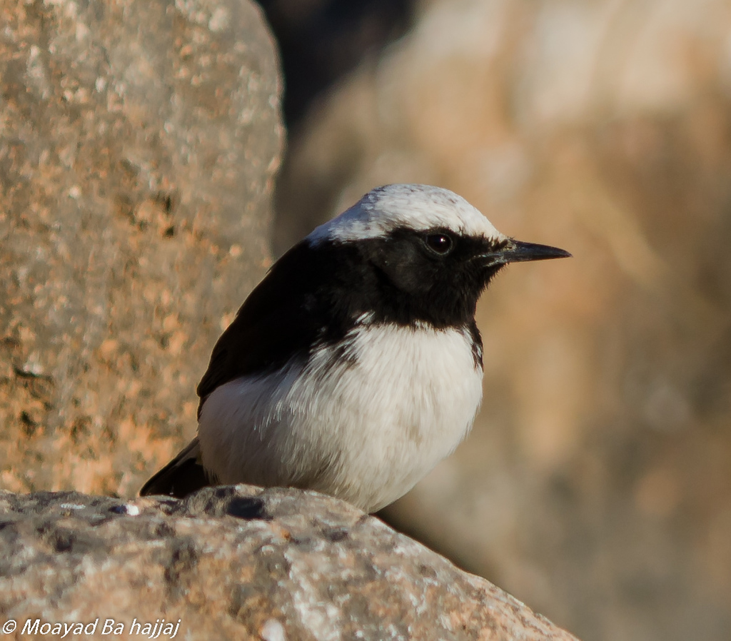 Arabian Wheatear photo