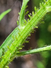 Uroleucon erigeronense