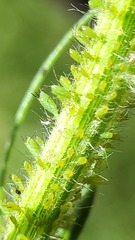Uroleucon erigeronense