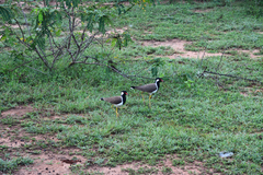 Vanellus indicus lankae