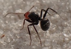 Camponotus lindigi