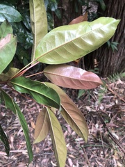 Elaeocarpus eumundii