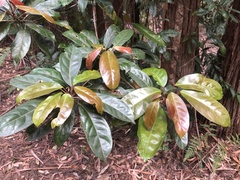 Elaeocarpus eumundii