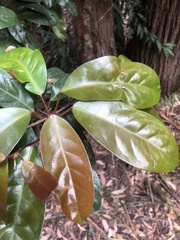 Elaeocarpus eumundii