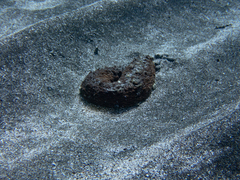 Holothuria arguinensis