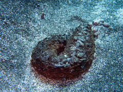 Holothuria arguinensis