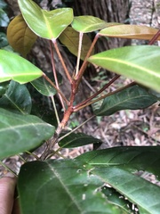 Elaeocarpus eumundii