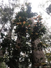 Elaeocarpus eumundii