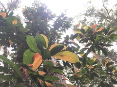 Elaeocarpus eumundii