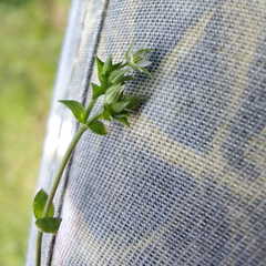Arenaria serpyllifolia