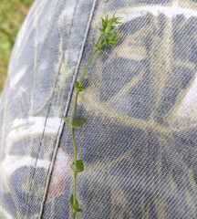 Arenaria serpyllifolia