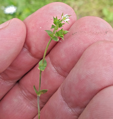 Arenaria serpyllifolia