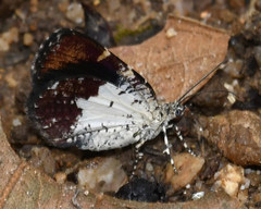 Heterusia