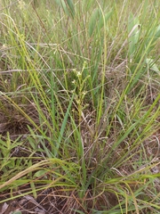 Habenaria retinervis