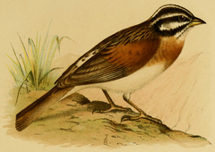 Socotra Bunting photo 2