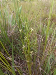 Habenaria retinervis