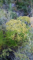 Notobubon tenuifolium