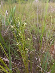 Habenaria retinervis