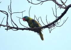 Tanygnathus lucionensis talautensis