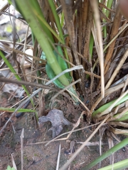 Habenaria retinervis