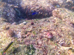 Stegastes acapulcoensis