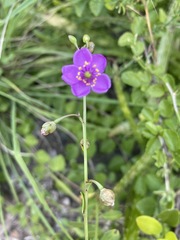 Image of Talinum portulacifolium