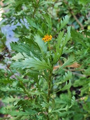 Euryops chrysanthemoides