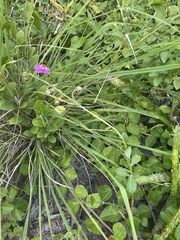 Talinum portulacifolium image