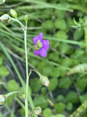 Talinum portulacifolium image