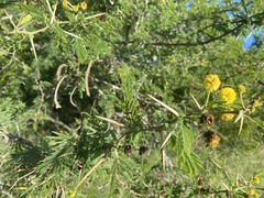 Vachellia gerrardii