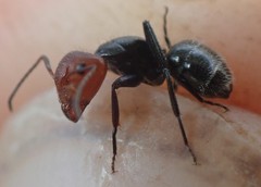 Camponotus lindigi