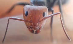 Camponotus lindigi